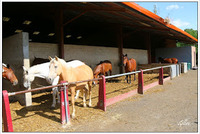 De grands enclos pour abriter les chevaux vivants au pré